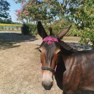 IMG_20220731_103336_682