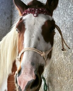 IMG_20221003_191731_152